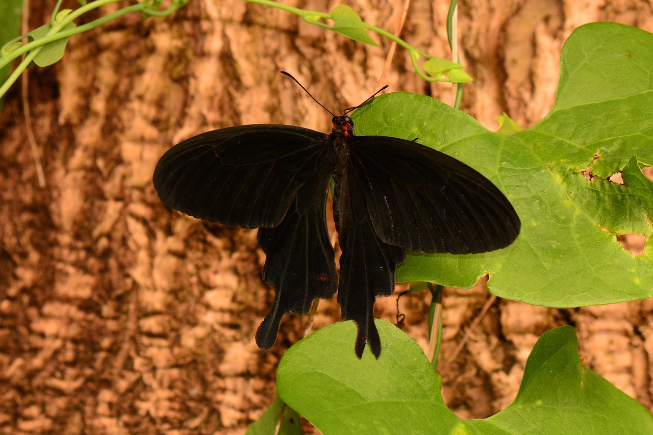 butterfly velvet swallowtail free photo