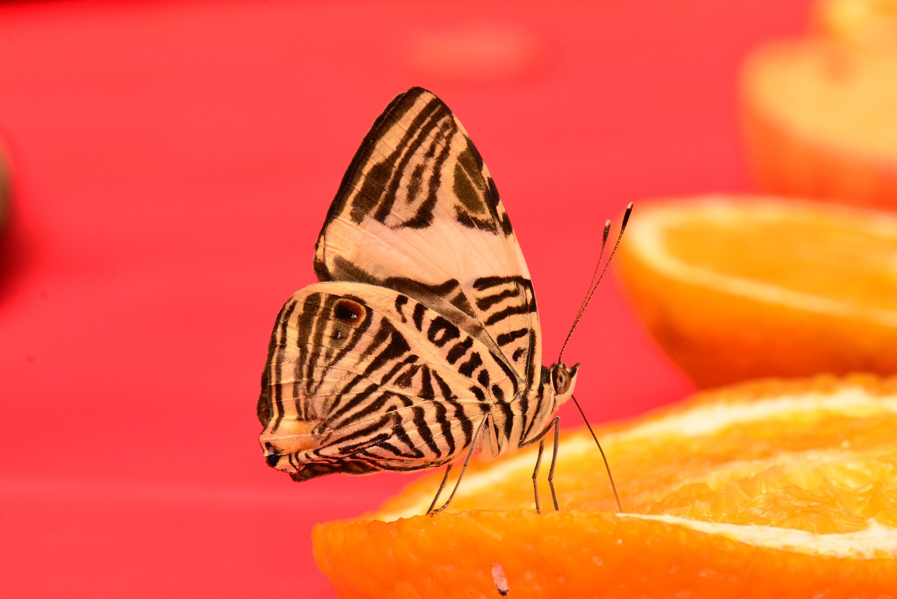 butterfly zebra mosaic free photo
