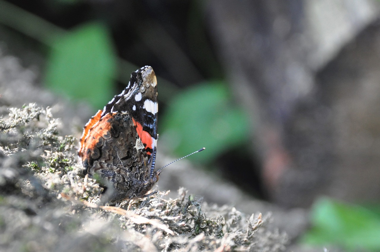 butterfly insect nature free photo