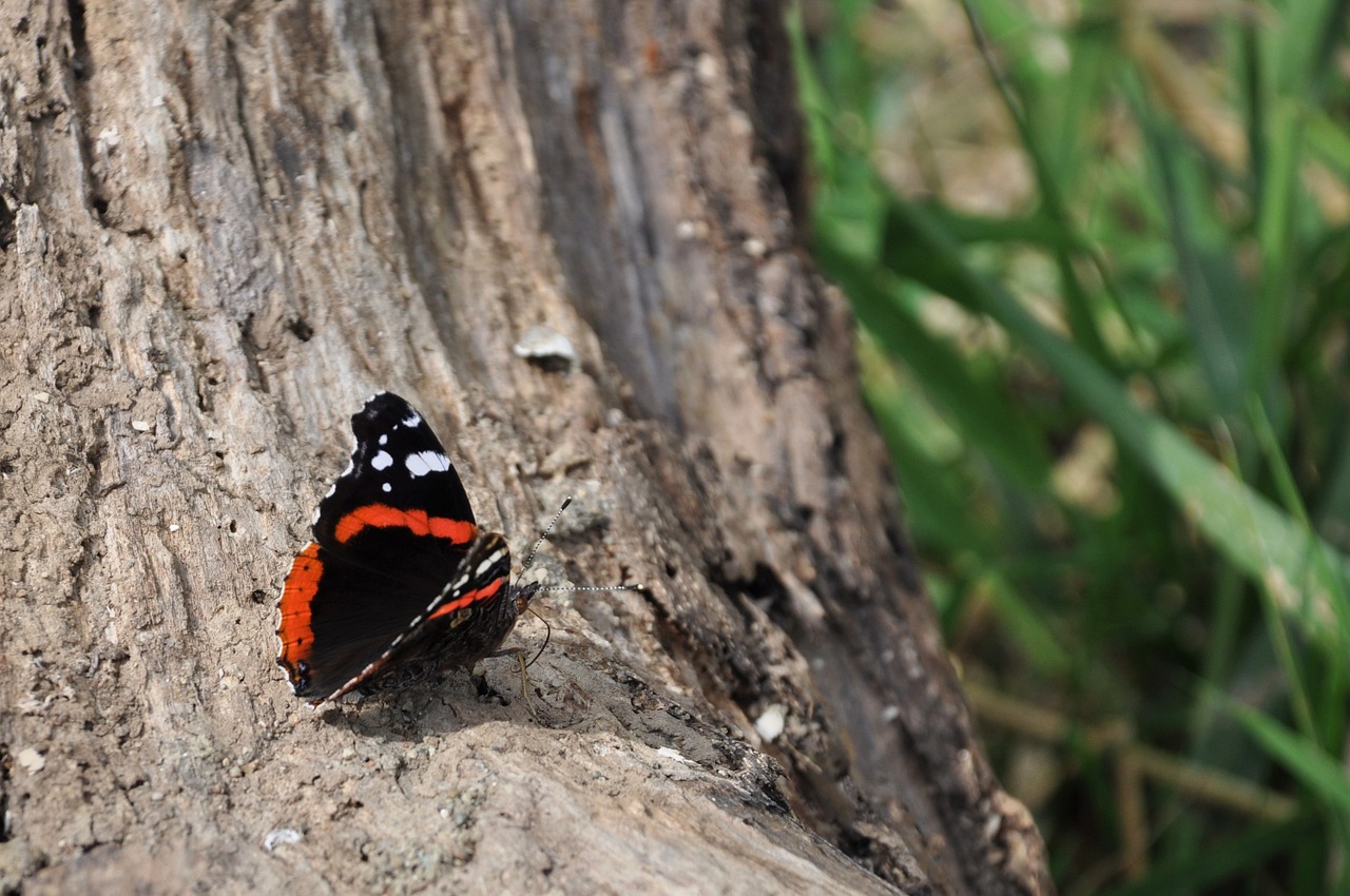 butterfly insect nature free photo