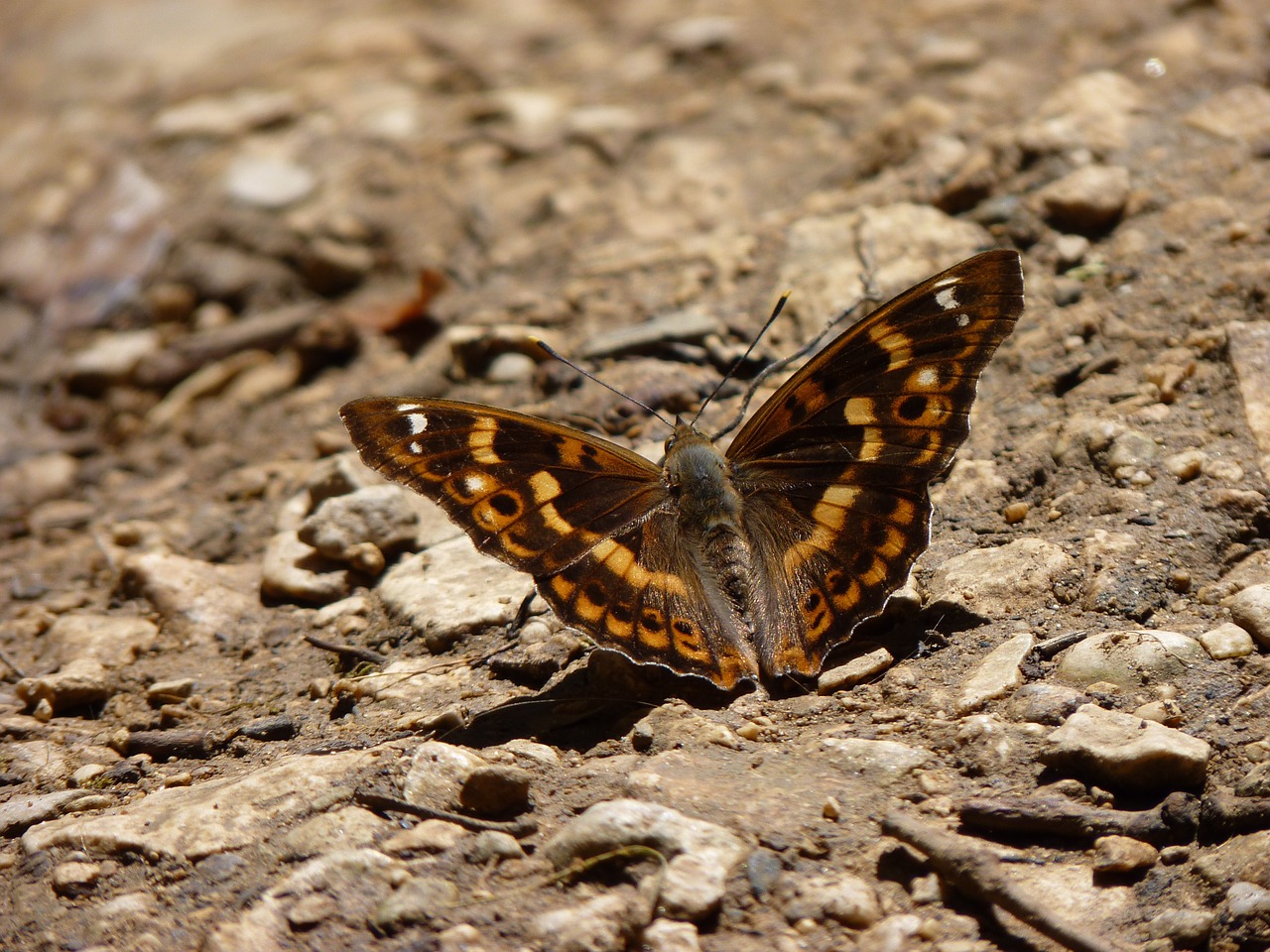 butterfly insect macro free photo