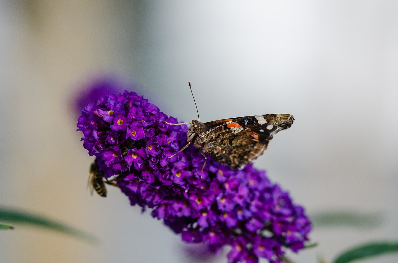 butterfly lilac blossom free photo
