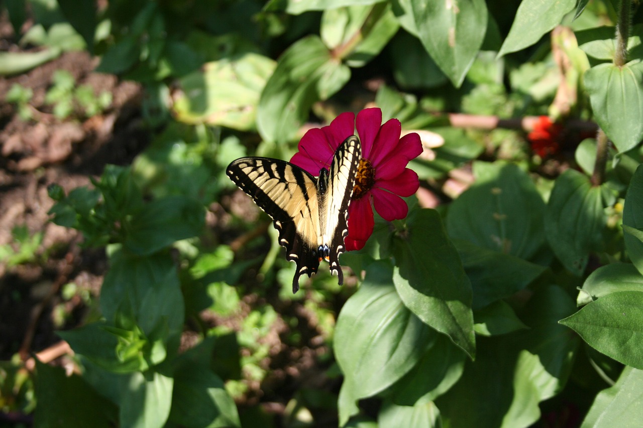 butterfly garden red flower free photo