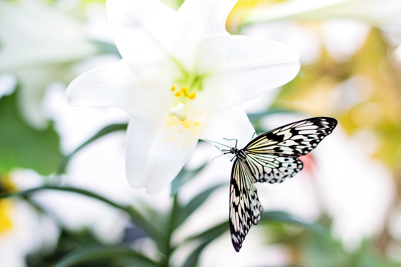 butterfly easter lily nature free photo