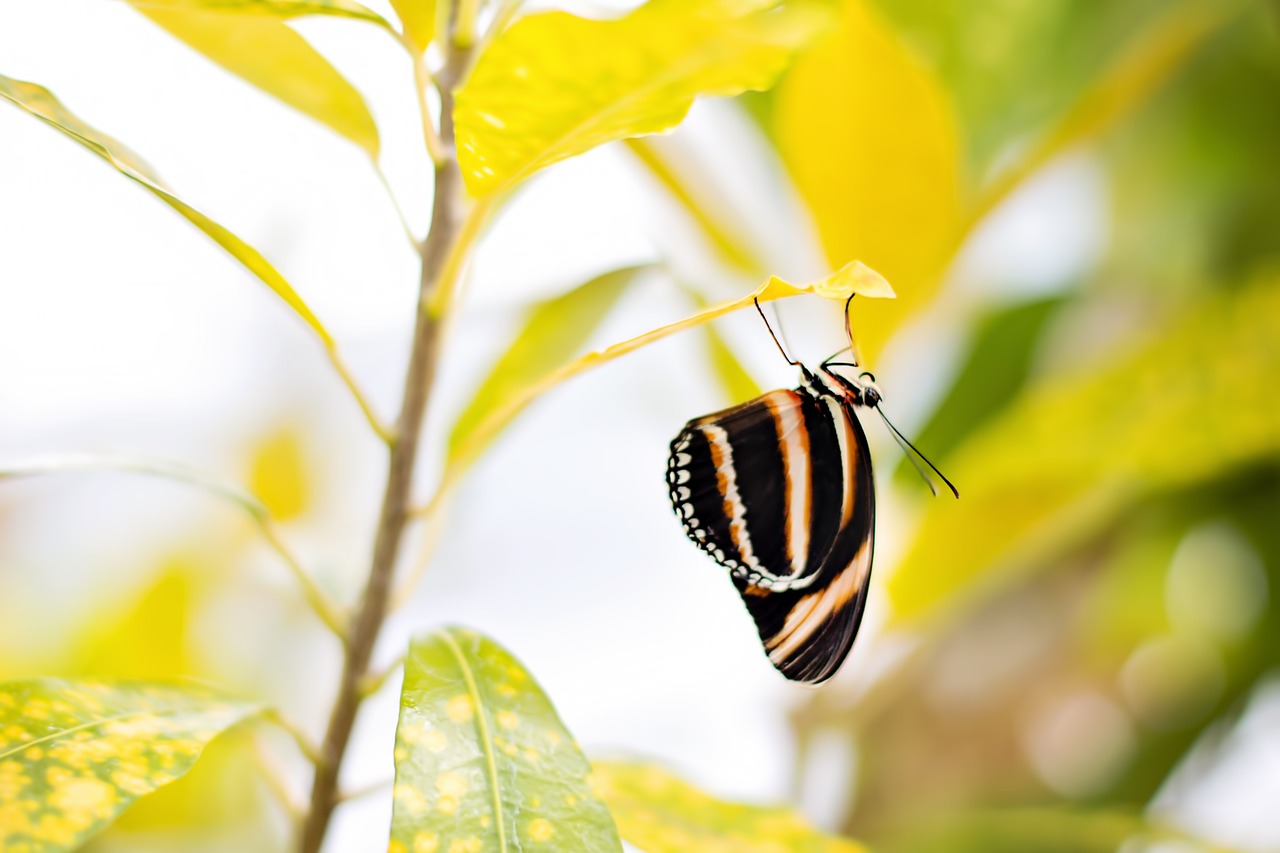butterfly yellow striped nature free photo
