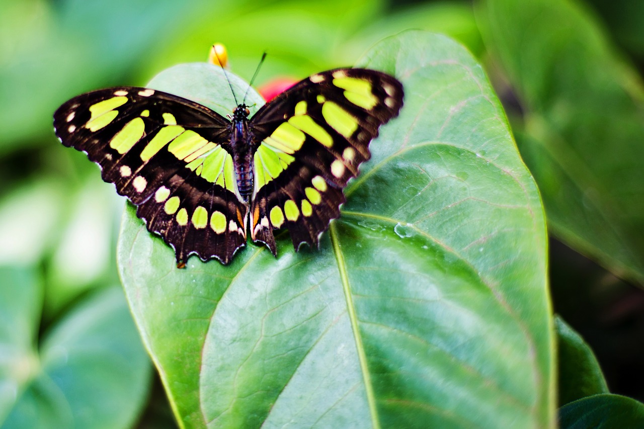 butterfly nature spring free photo