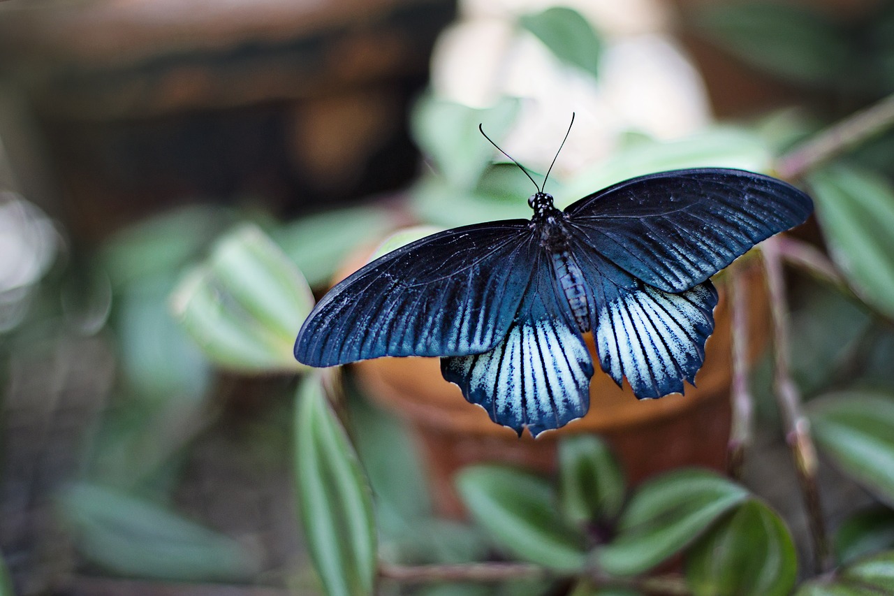 butterfly blue and black large free photo