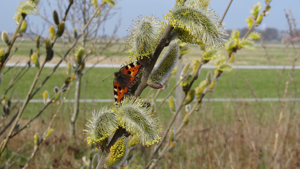 butterfly feather nature free photo