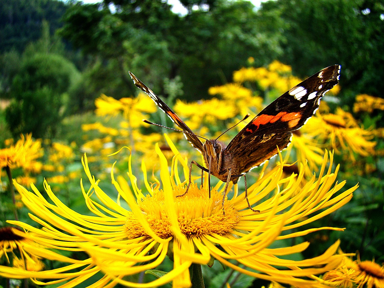 butterfly macro insect free photo