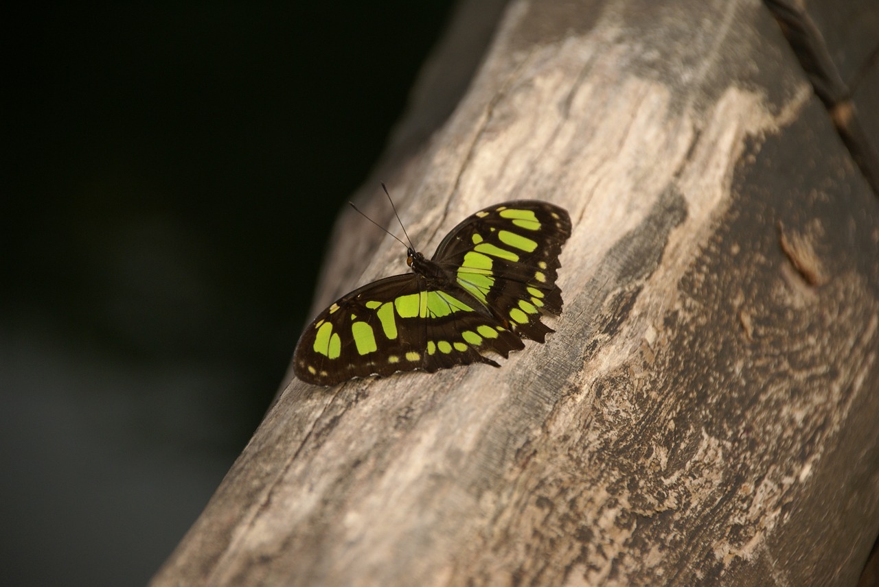 butterfly green black free photo