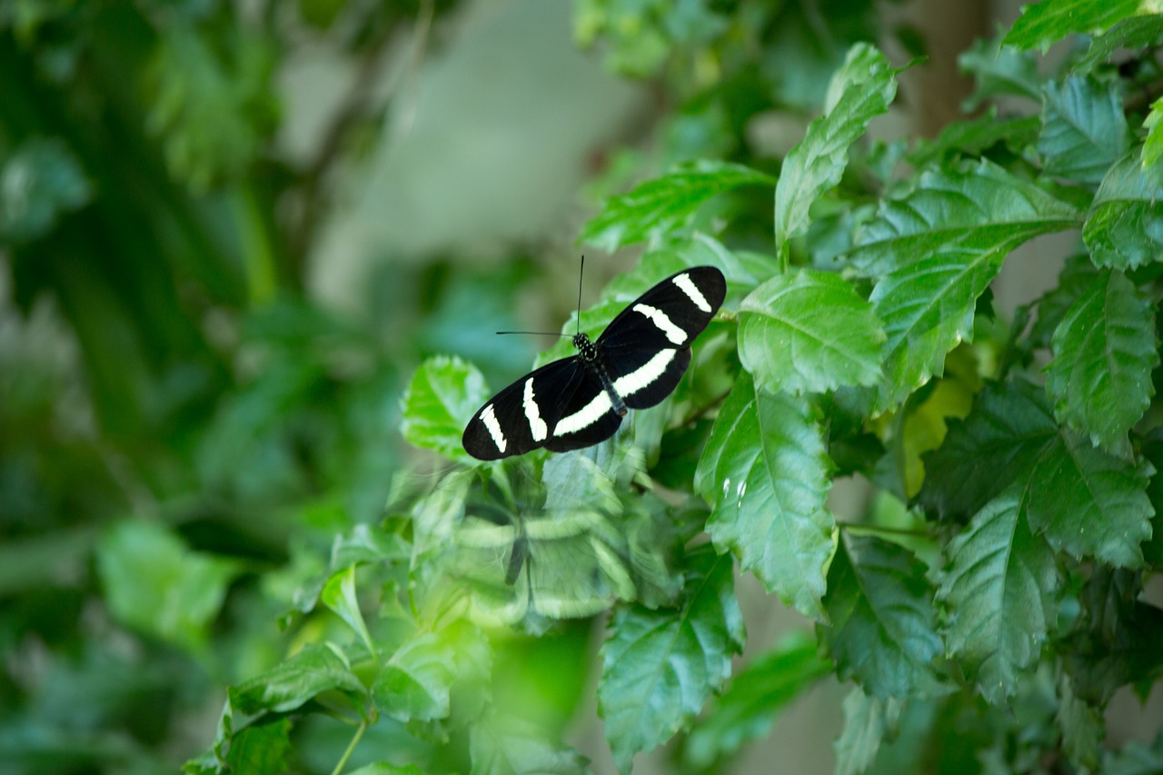 butterfly butterflies nature free photo