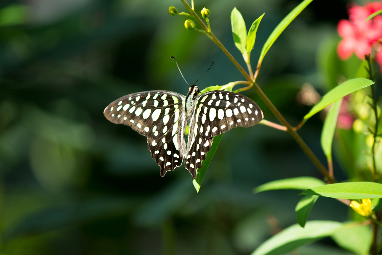 butterfly butterflies nature free photo