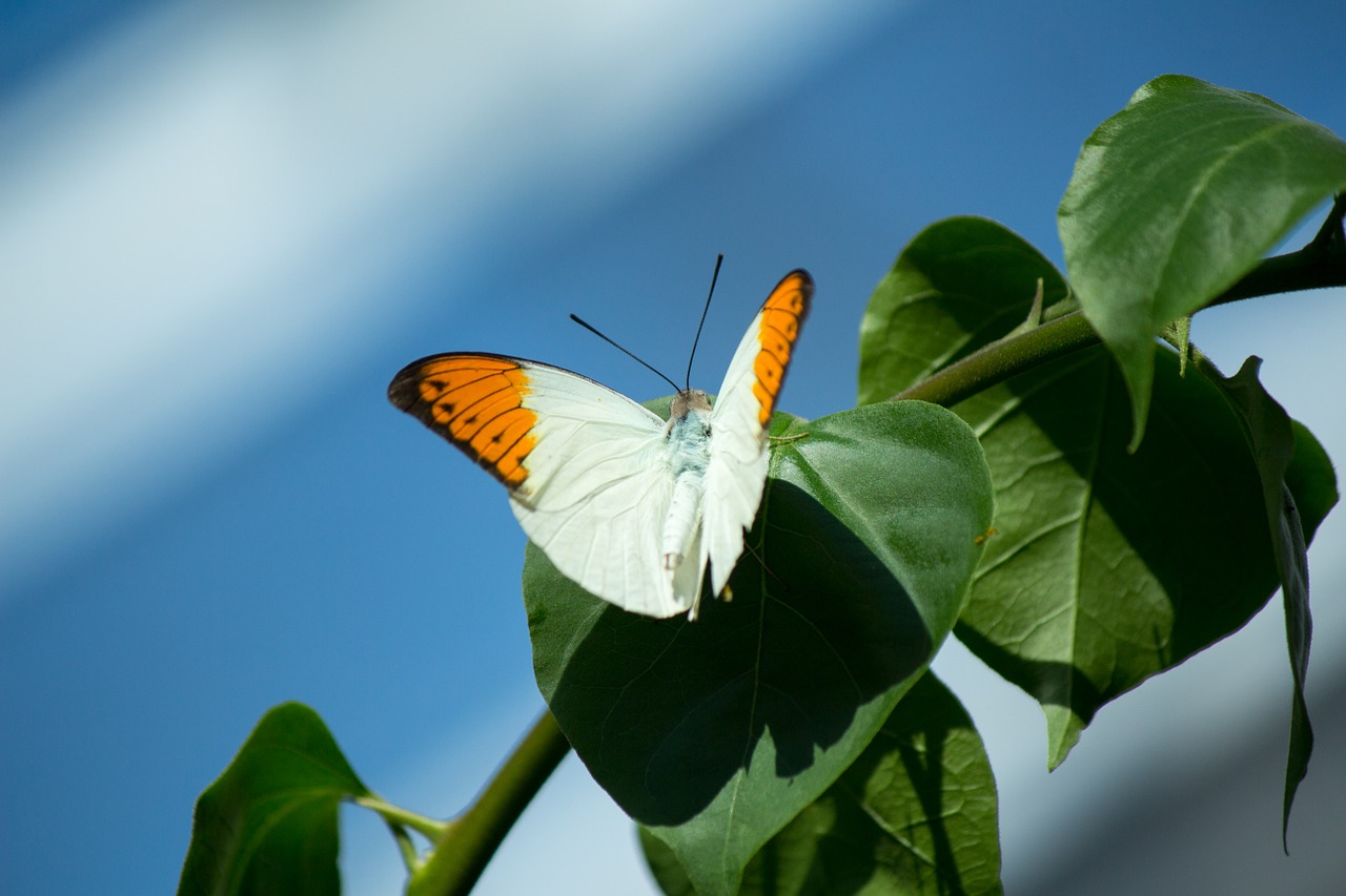 butterfly nature wings free photo