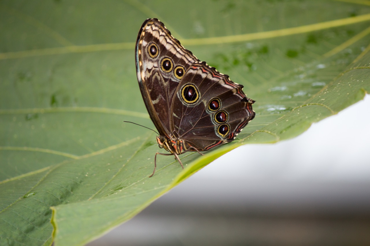 butterfly butterflies nature free photo