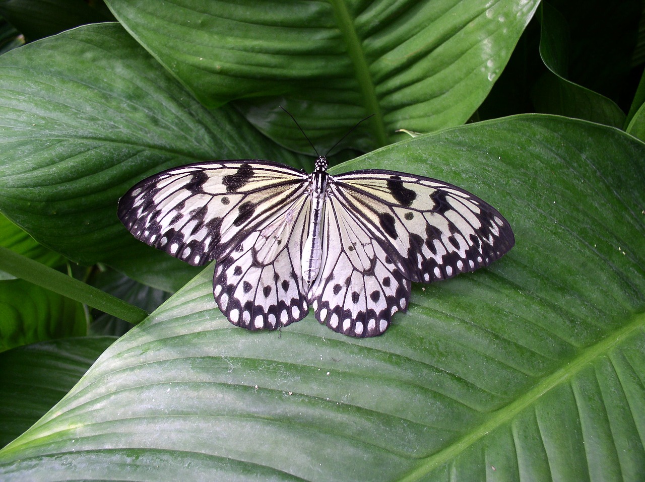 butterfly maximilian park hamm free photo