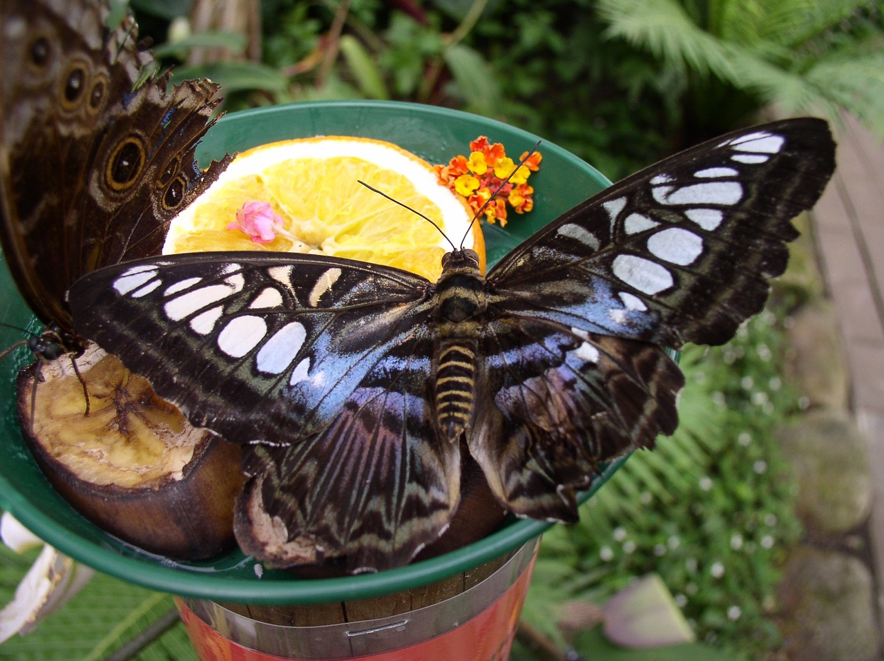 butterfly maximilian park hamm free photo
