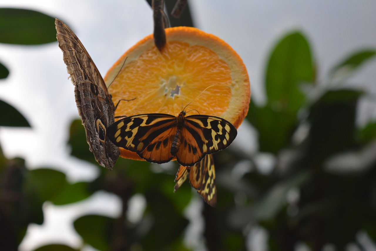 butterfly orange insect free photo