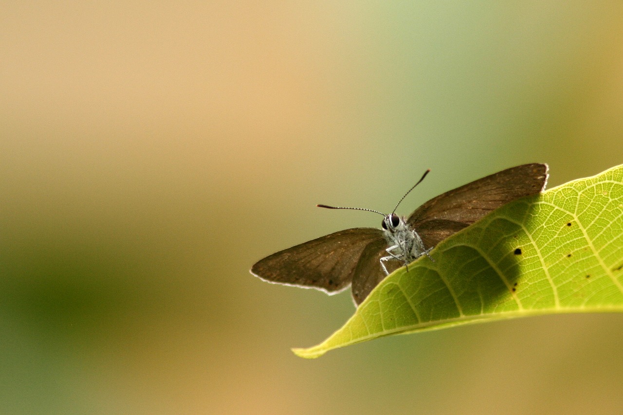 butterfly animals butterfly wings free photo