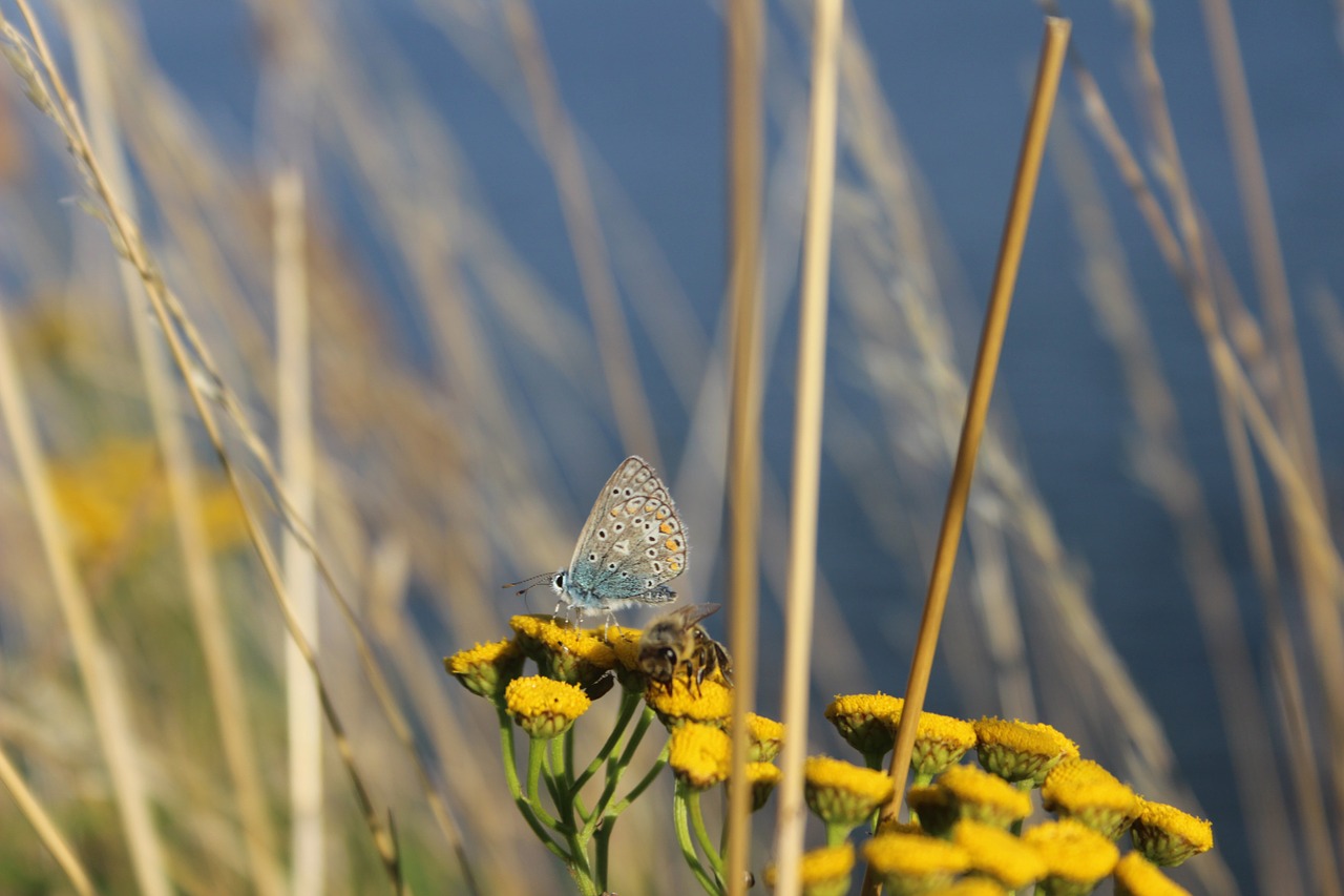 butterfly bee nature free photo