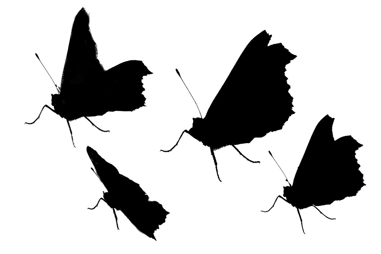 butterfly silhouette insect free photo