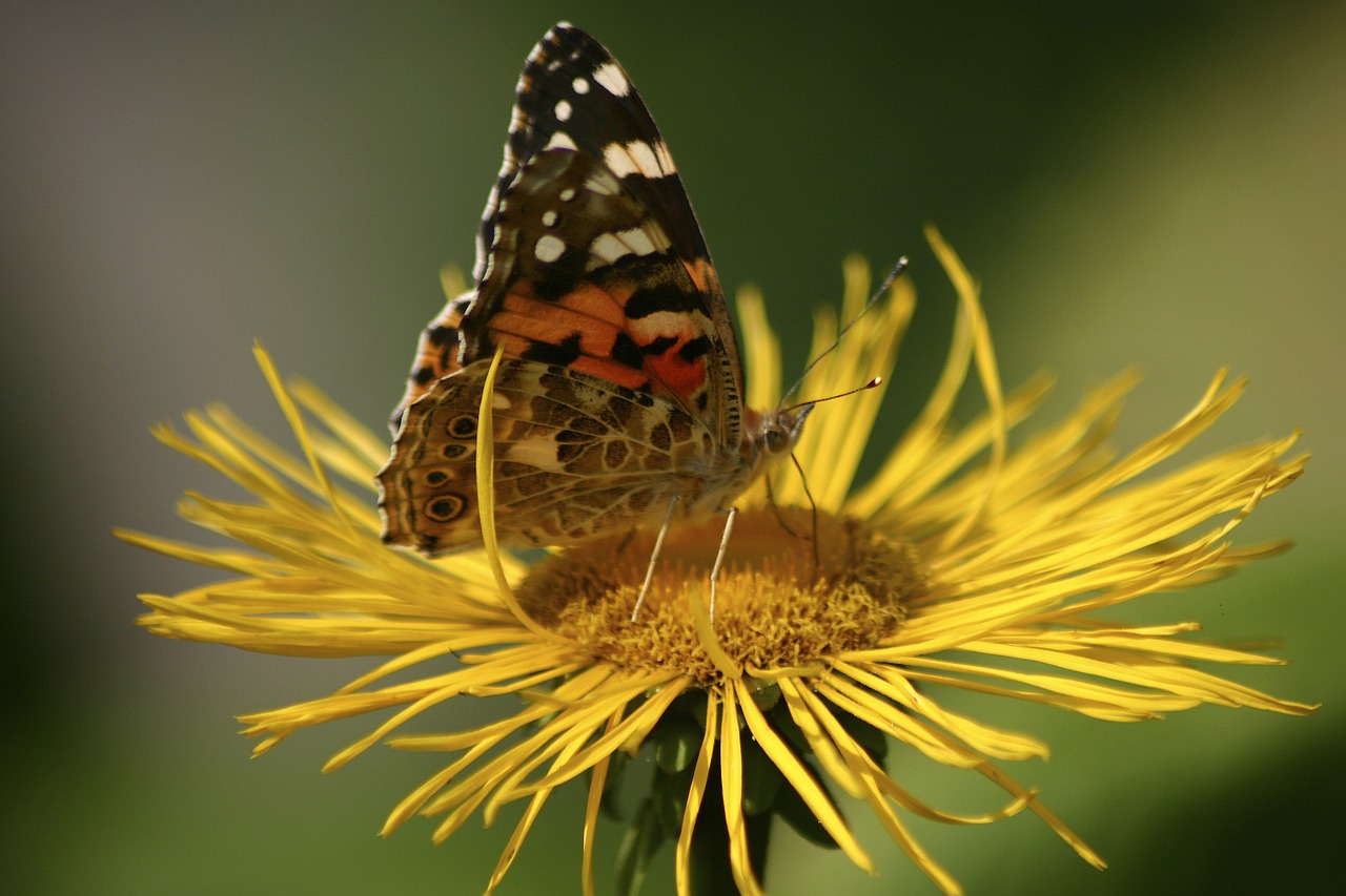butterfly jo boonstra groningen free photo