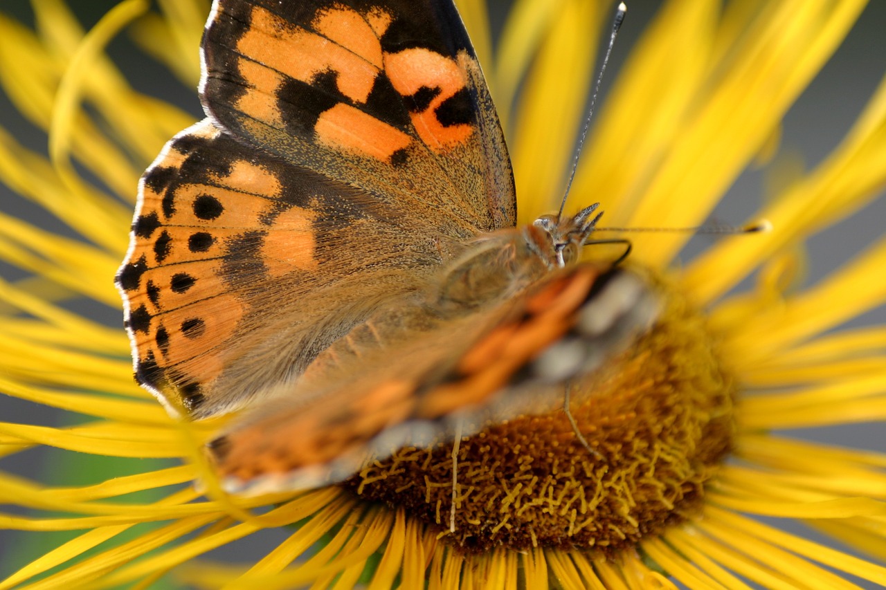 butterfly flower jo boonstra free photo