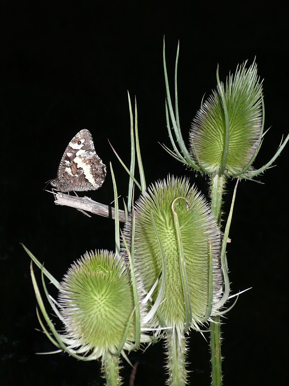 butterfly moorish king teasel free photo