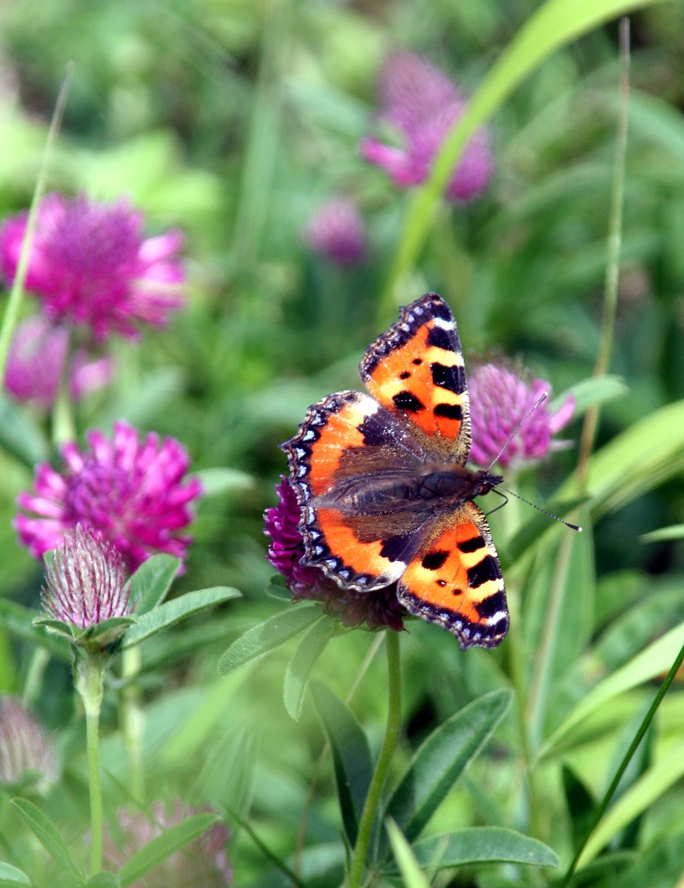 butterfly wings nature free photo