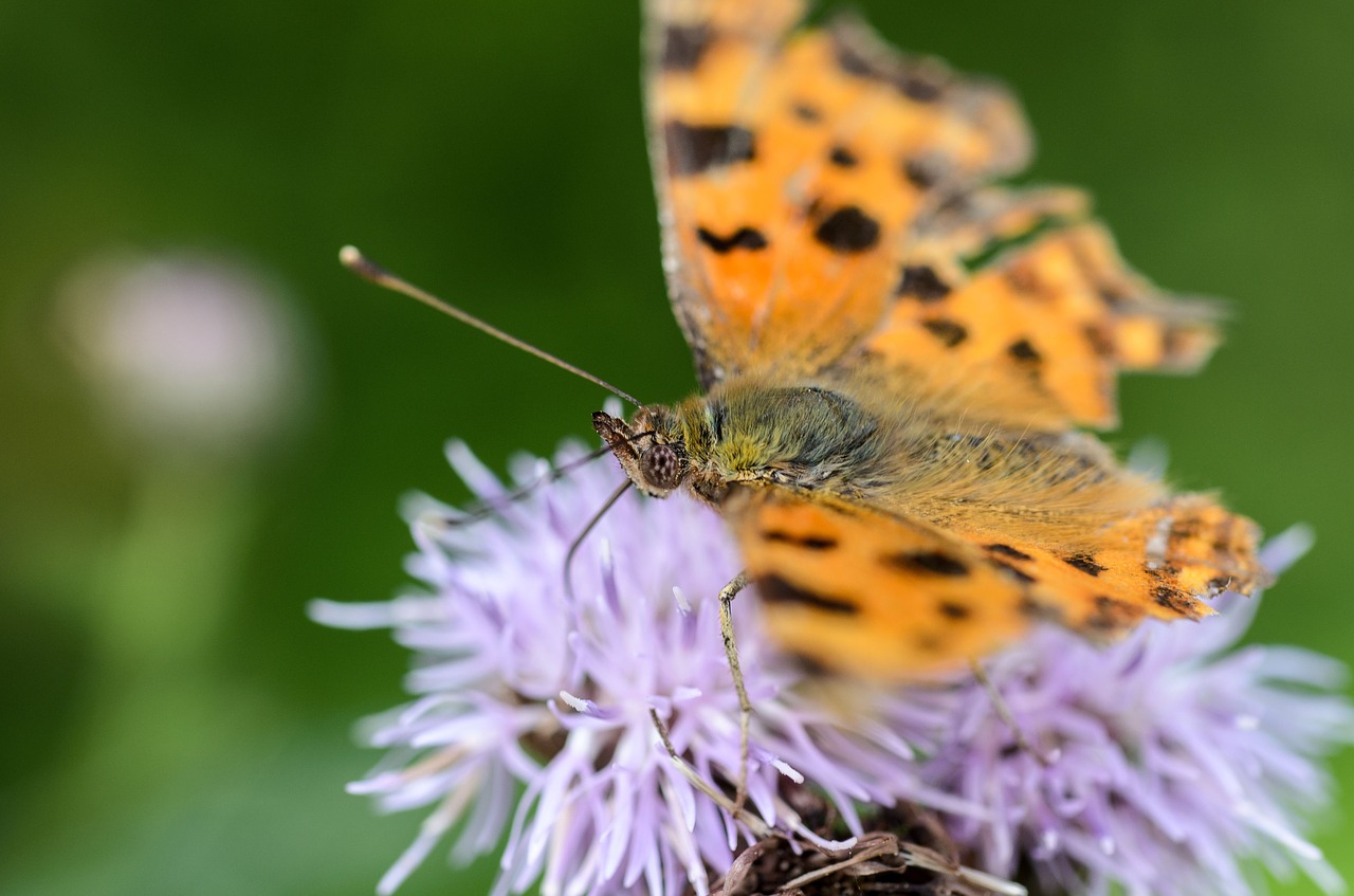 butterfly flower thistle free photo