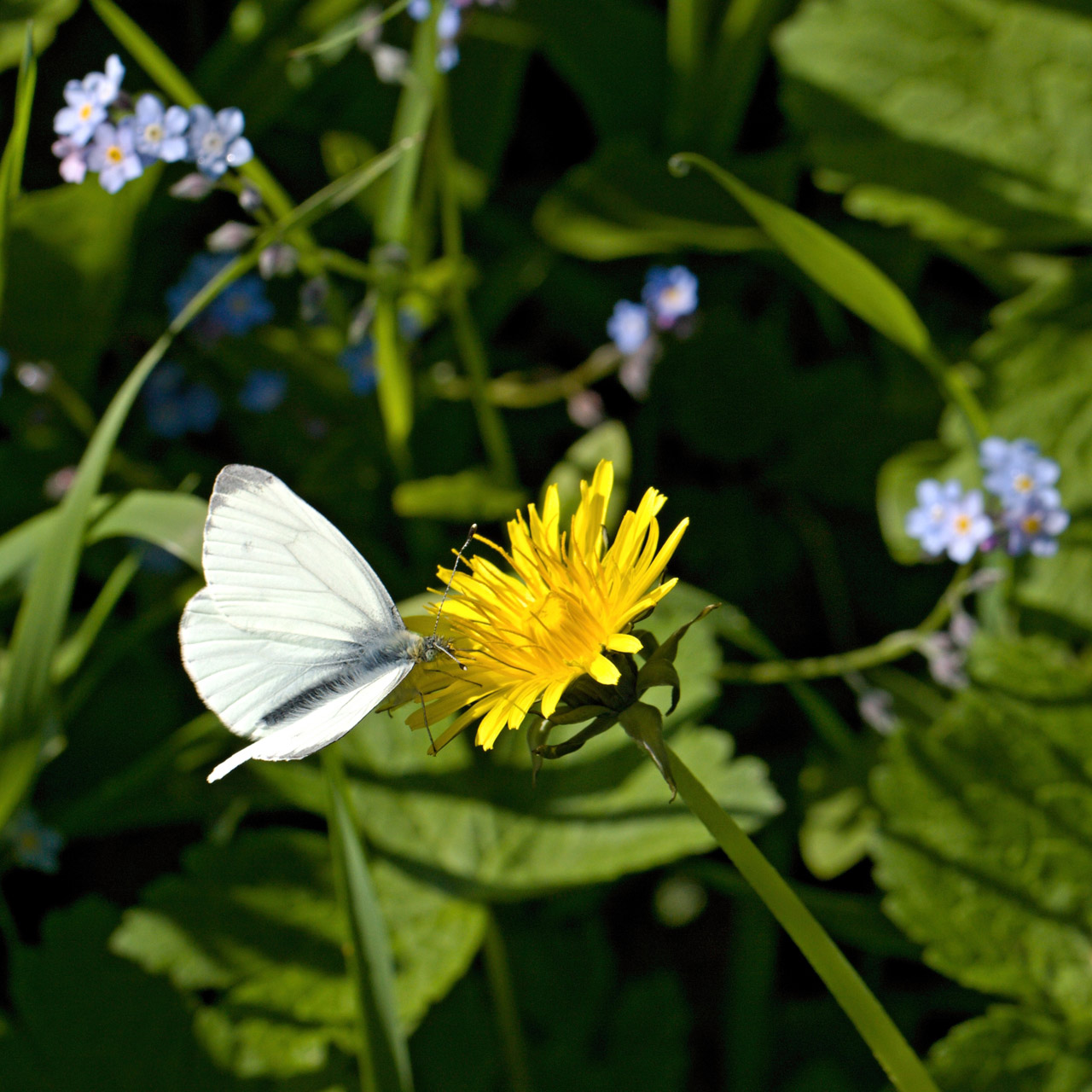 butterfly rose butterfly free photo