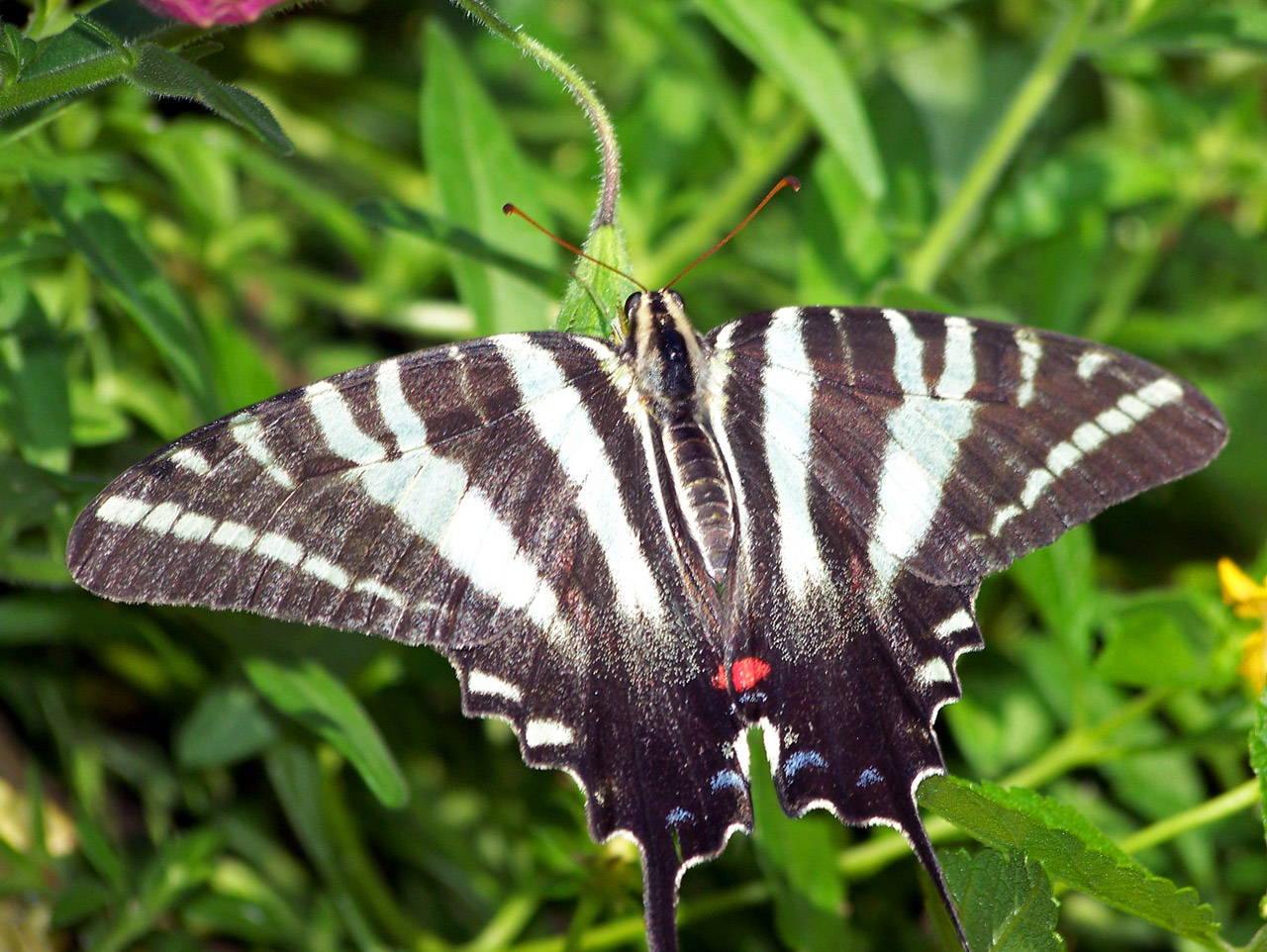 butterfly plant butterfly free photo