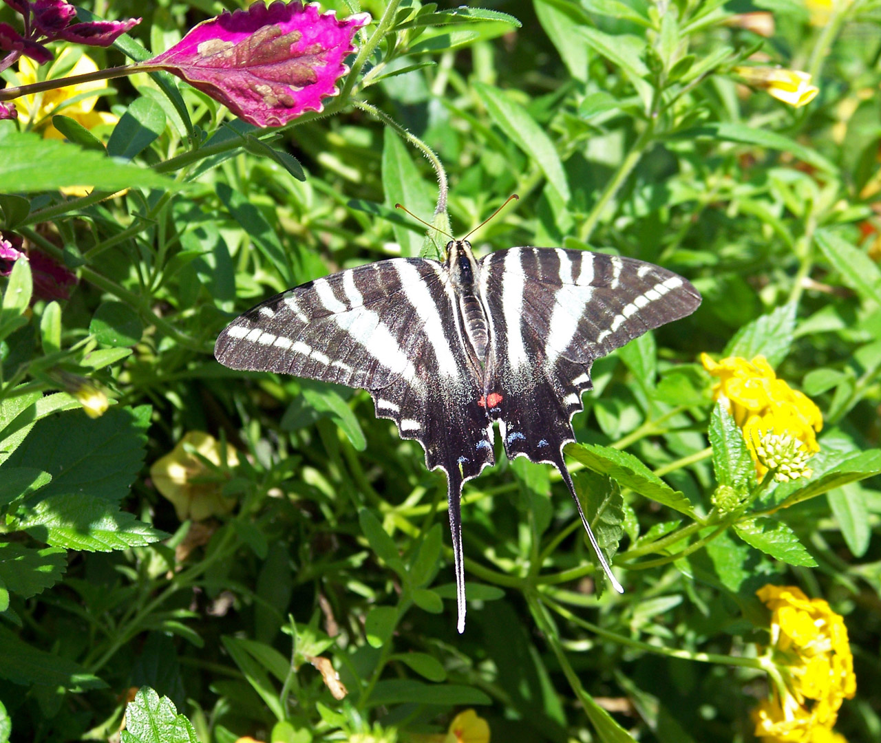 butterfly plant butterfly free photo