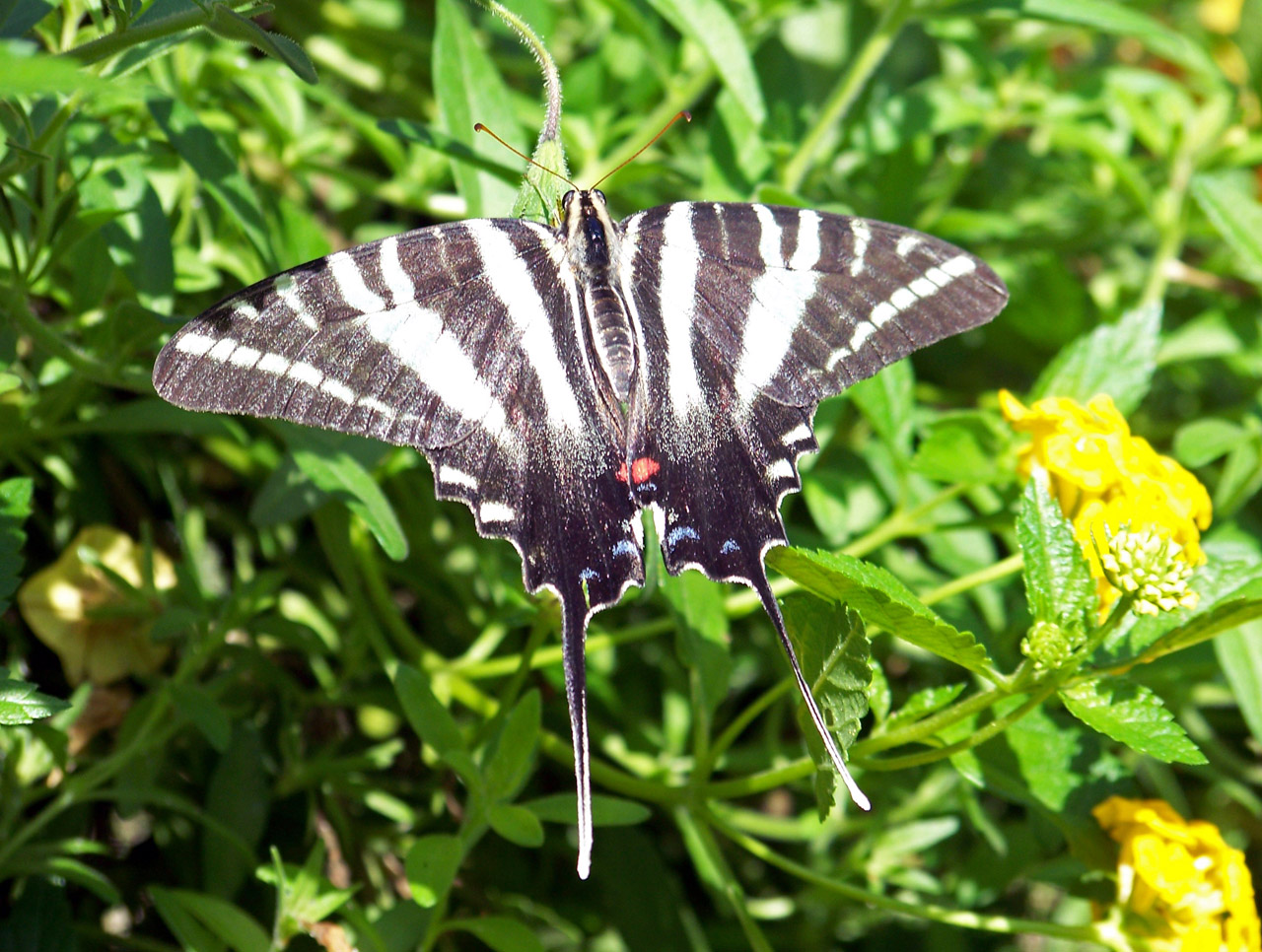 butterfly plant butterfly free photo