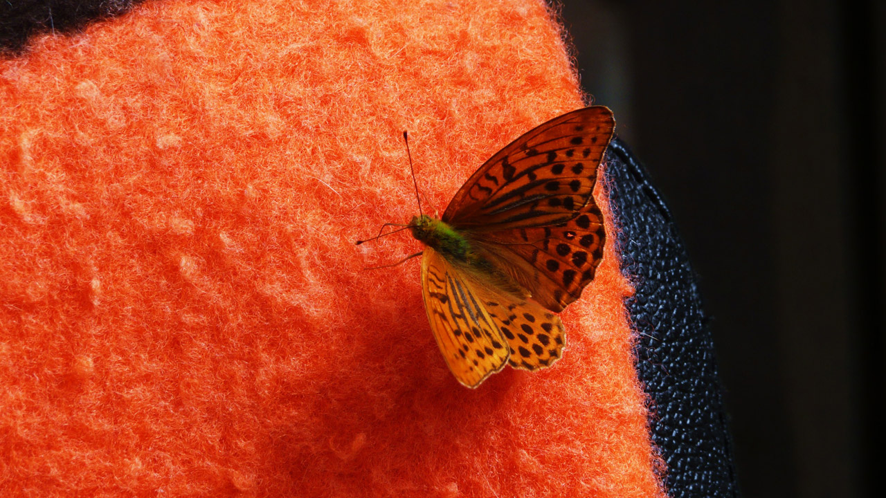 orange butterfly butterfly free photo