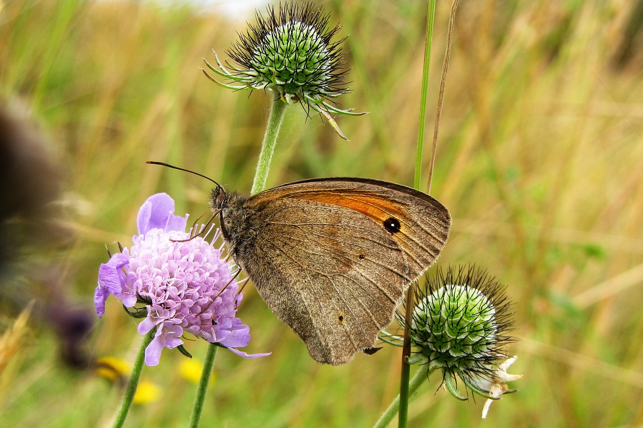 butterfly meadow brown meadow widow herb free photo