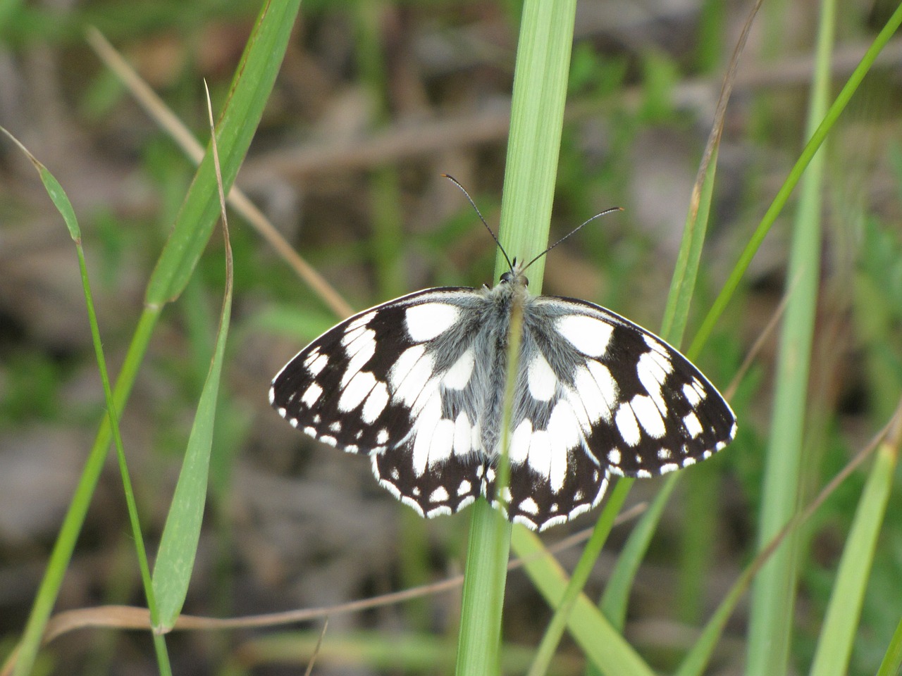 butterfly black and white chess board free photo