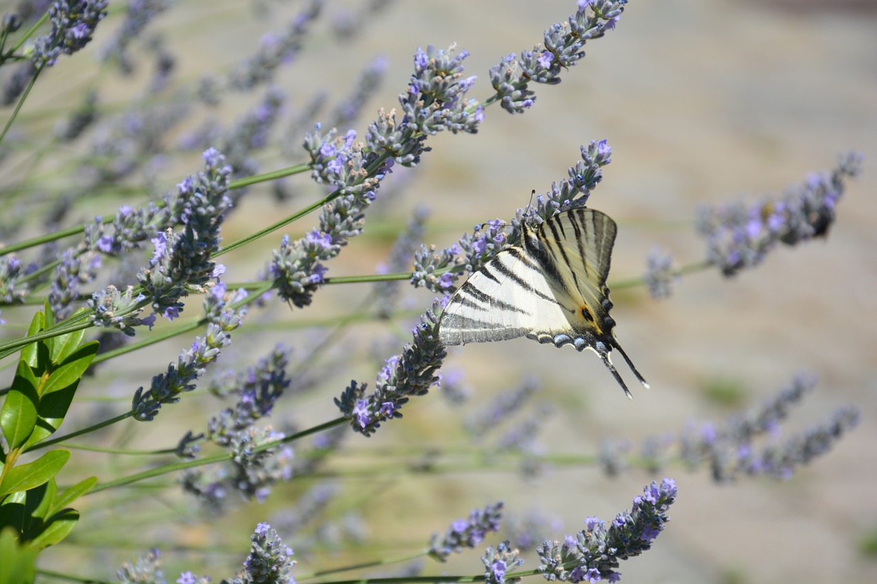 butterfly spring lavender free photo