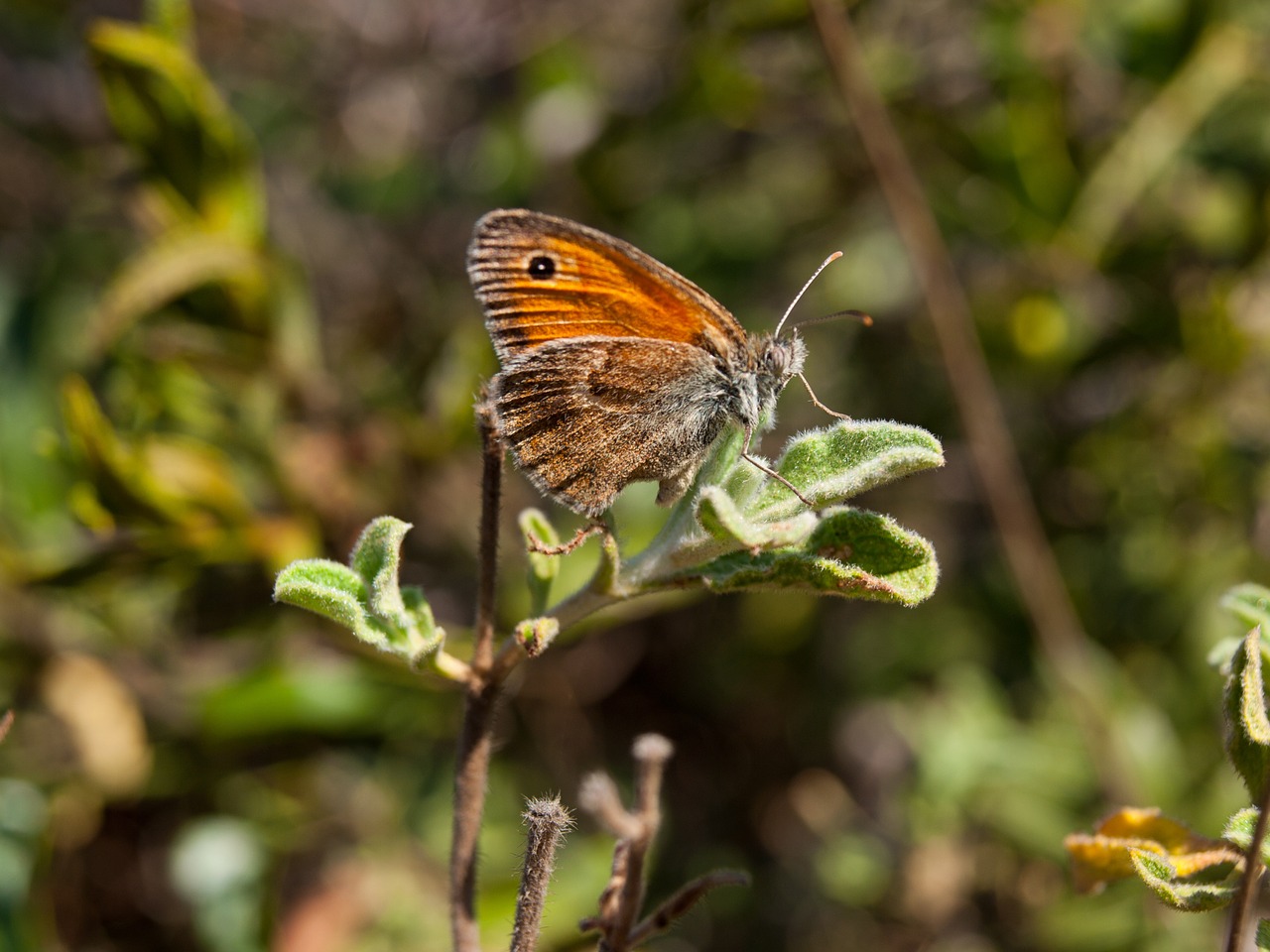 butterfly nature close free photo