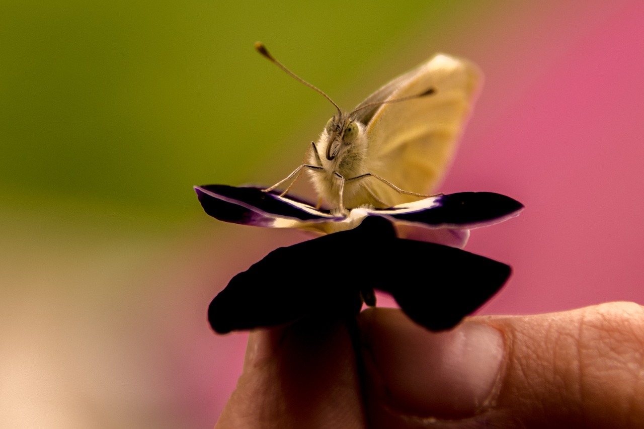 butterfly gonepteryx rhamni insect free photo