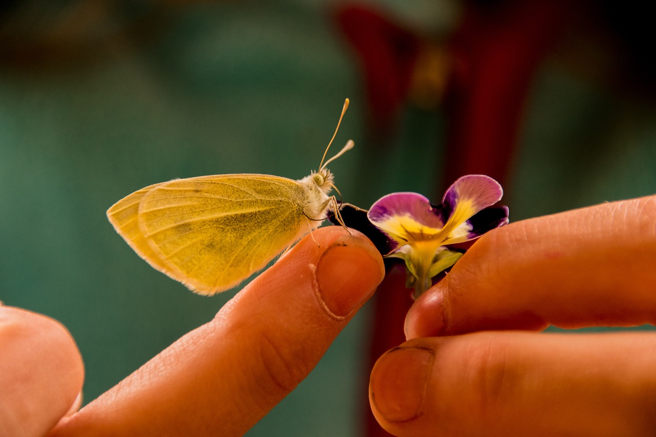 butterfly gonepteryx rhamni insect free photo