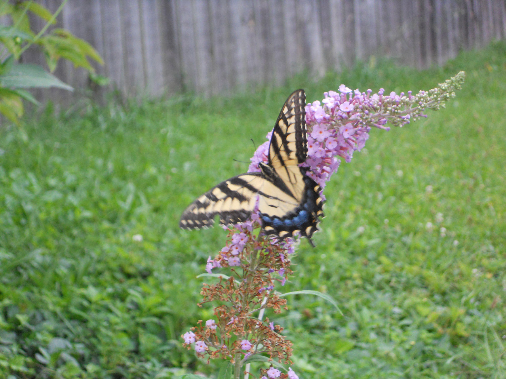 butterfly bush butterfly free photo