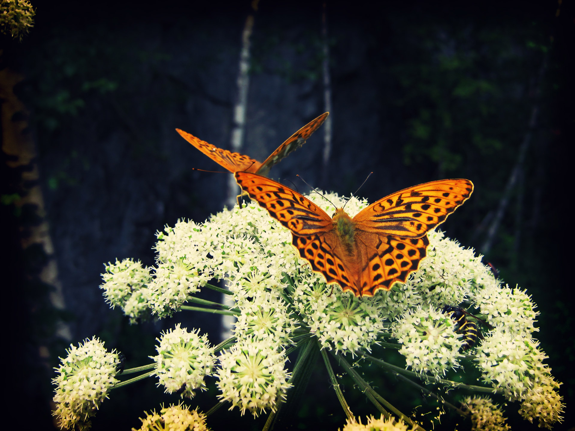 butterfly insect nature free photo