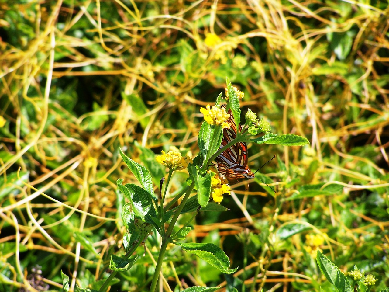 butterfly plants vines free photo