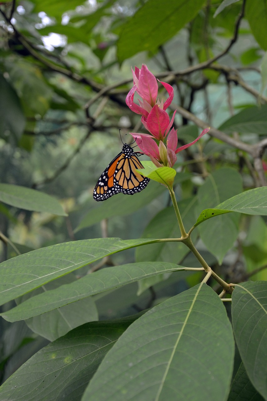 butterfly flower vegetation free photo