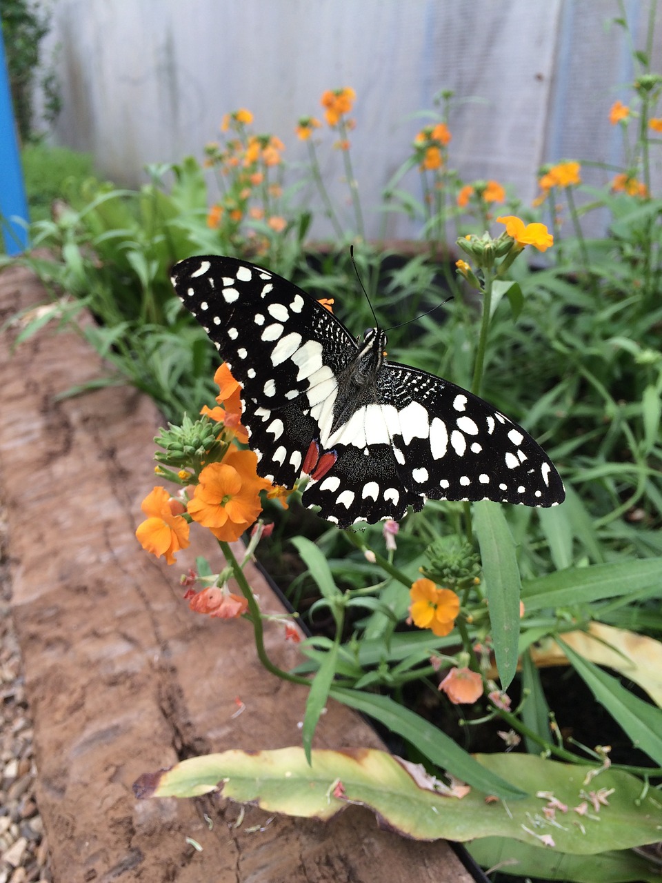 butterfly nature insect free photo