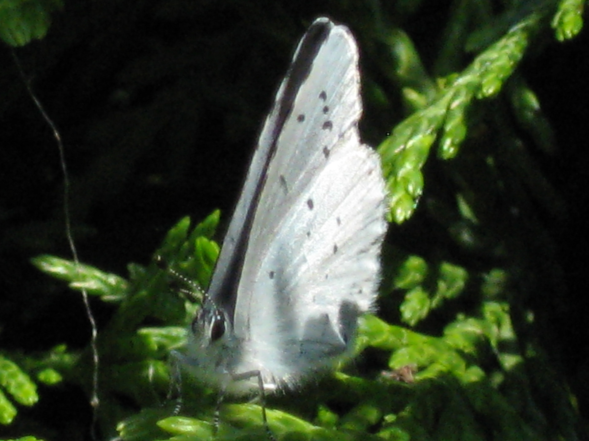 butterfly tiny white free photo