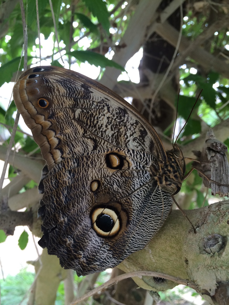 butterfly wings camouflage free photo