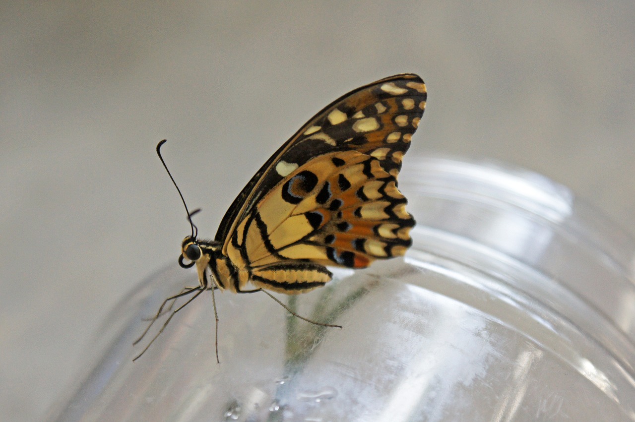 butterfly nature summer free photo