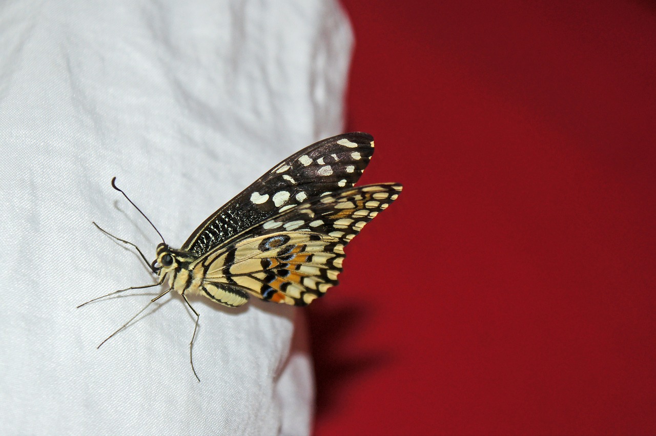 butterfly nature summer free photo