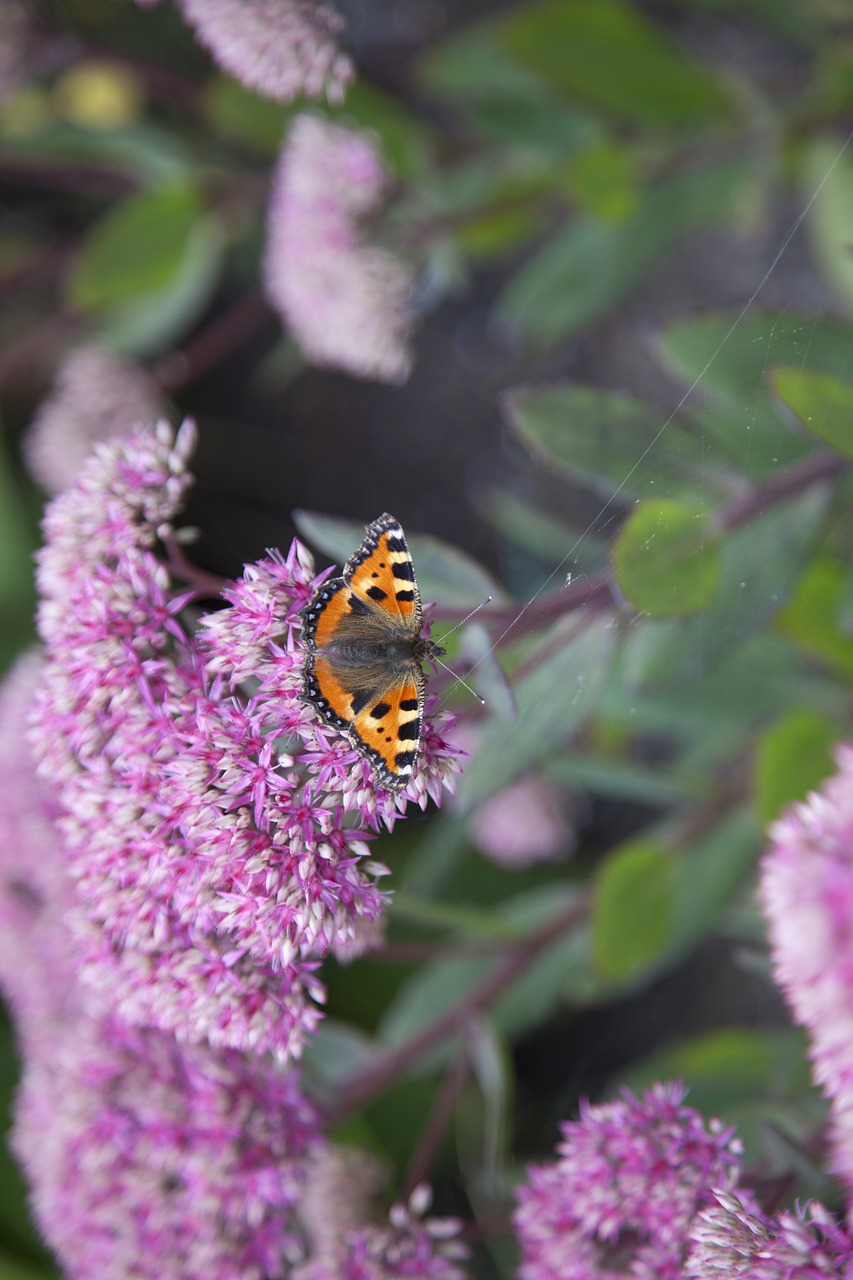 butterfly schoenmakertje nature free photo